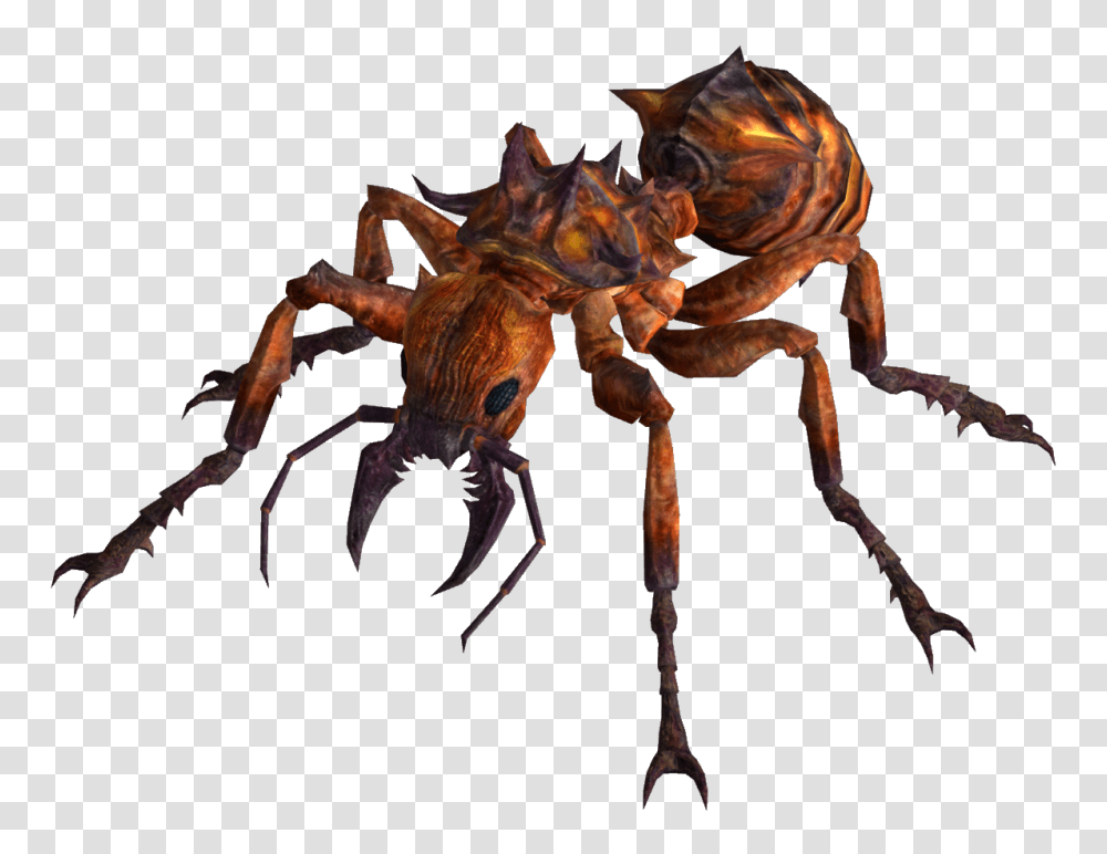 Fire Ants Image Fallout New Vegas Fire Ant, Spider, Invertebrate, Animal, Arachnid Transparent Png