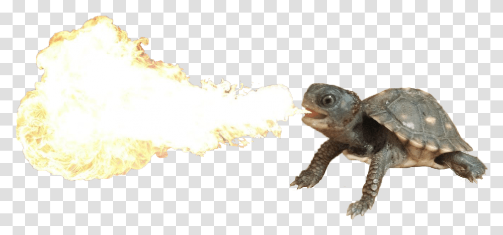 Fire Breathing Dragon, Turtle, Reptile, Sea Life, Animal Transparent Png