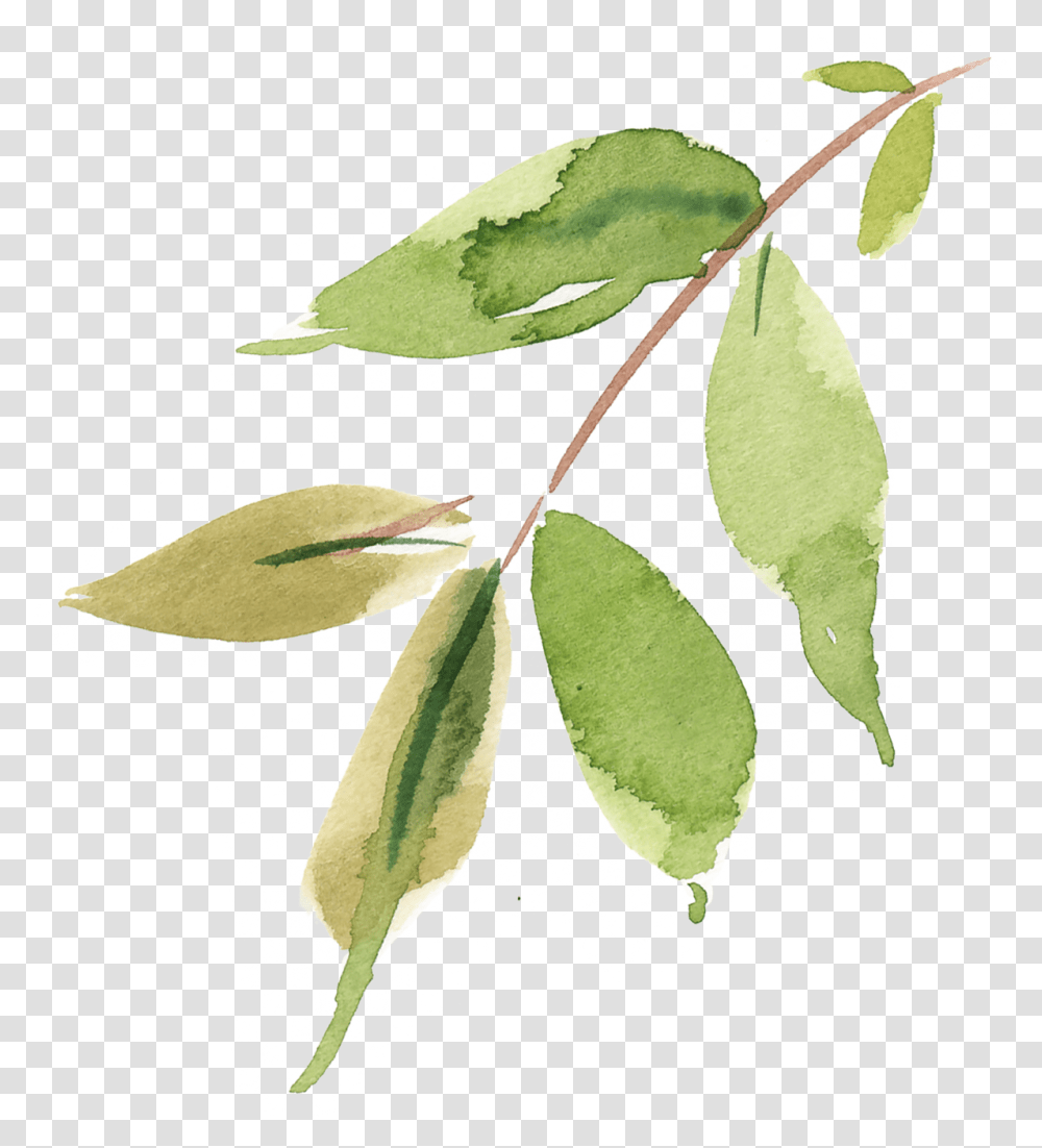 Fire Cherry, Leaf, Plant, Flower, Green Transparent Png