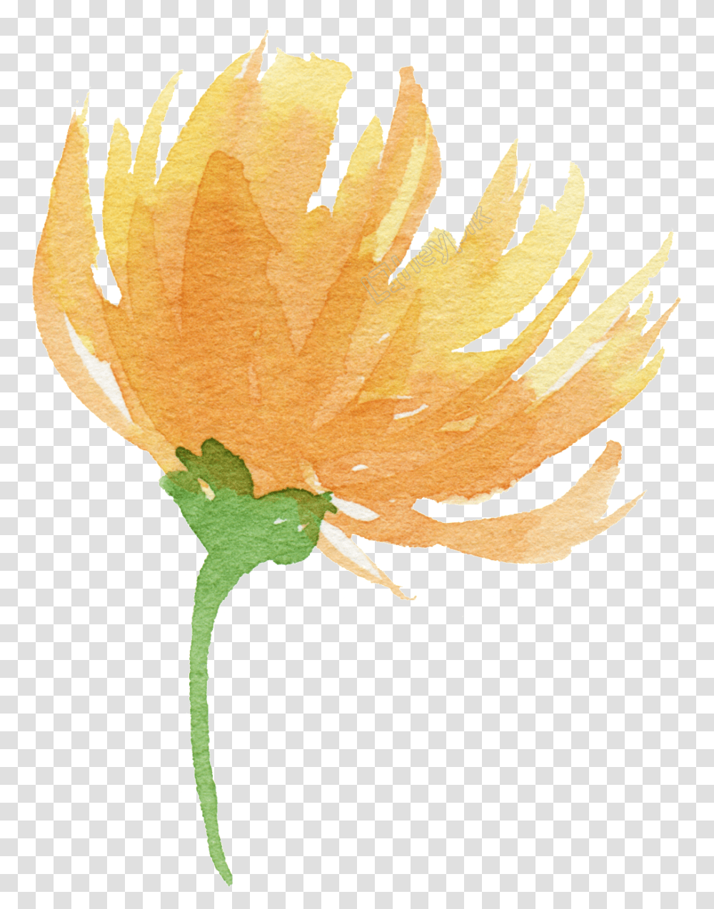 Fire Flower Yellow Watercolor Flowers, Plant, Blossom, Rose, Petal Transparent Png