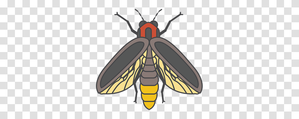 Fire Fly Animals, Insect, Invertebrate, Wasp Transparent Png