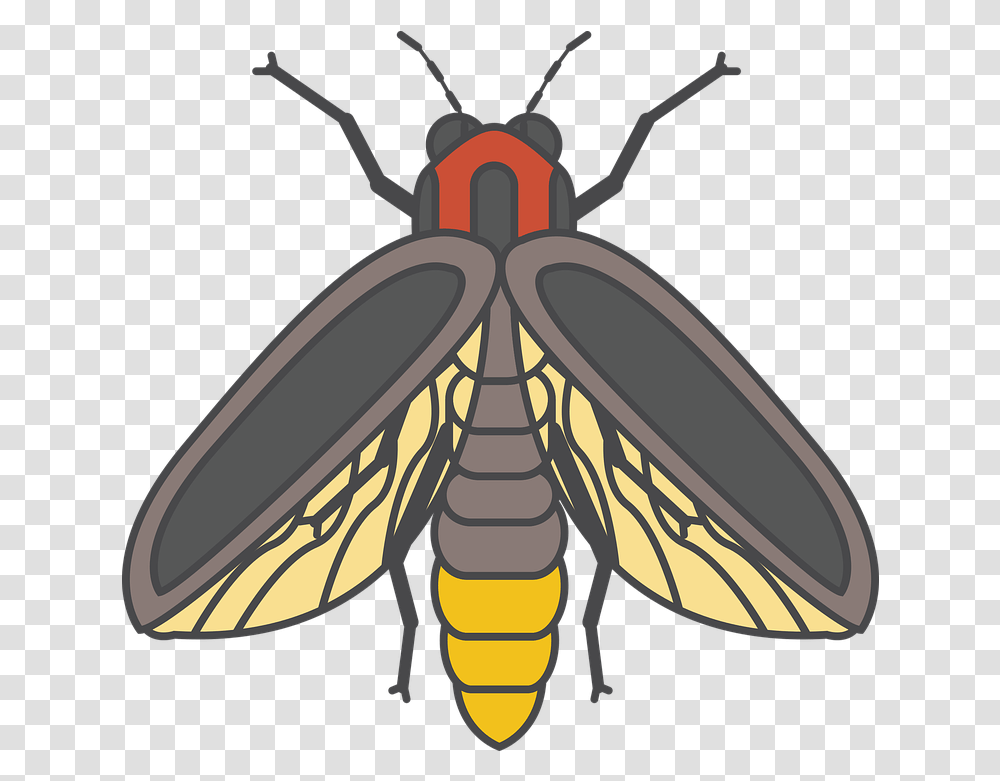 Fire Fly Bug Insect Firefly Insect, Invertebrate, Animal, Wasp, Bee Transparent Png