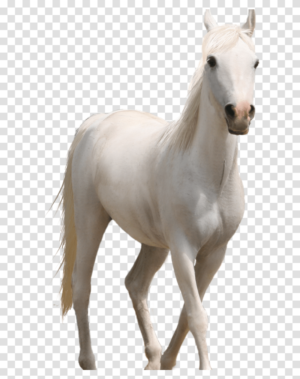 Fire Hd Source Background White Horse, Mammal, Animal, Colt Horse, Stallion Transparent Png