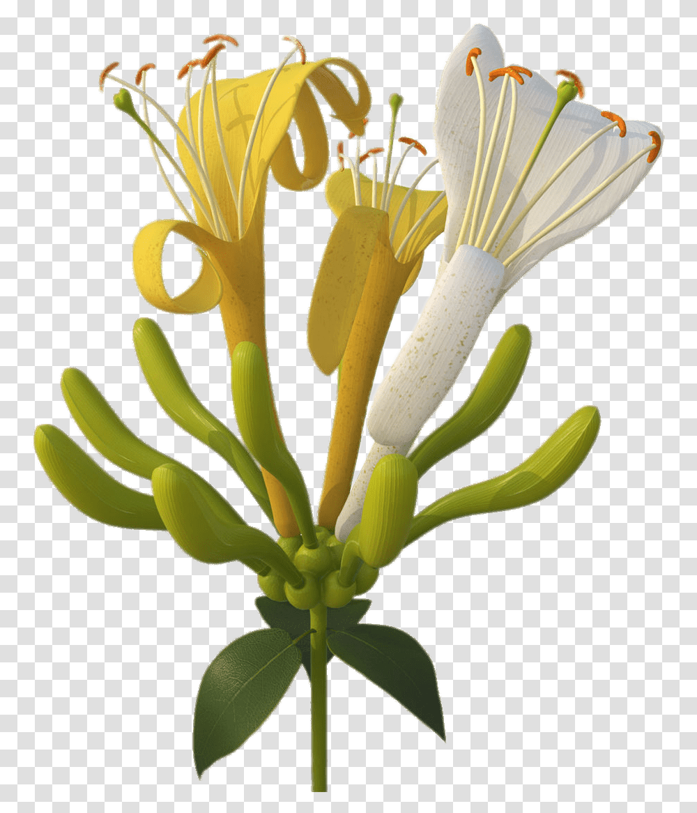 Fire Lily Honeysuckle, Plant, Pollen, Flower, Blossom Transparent Png