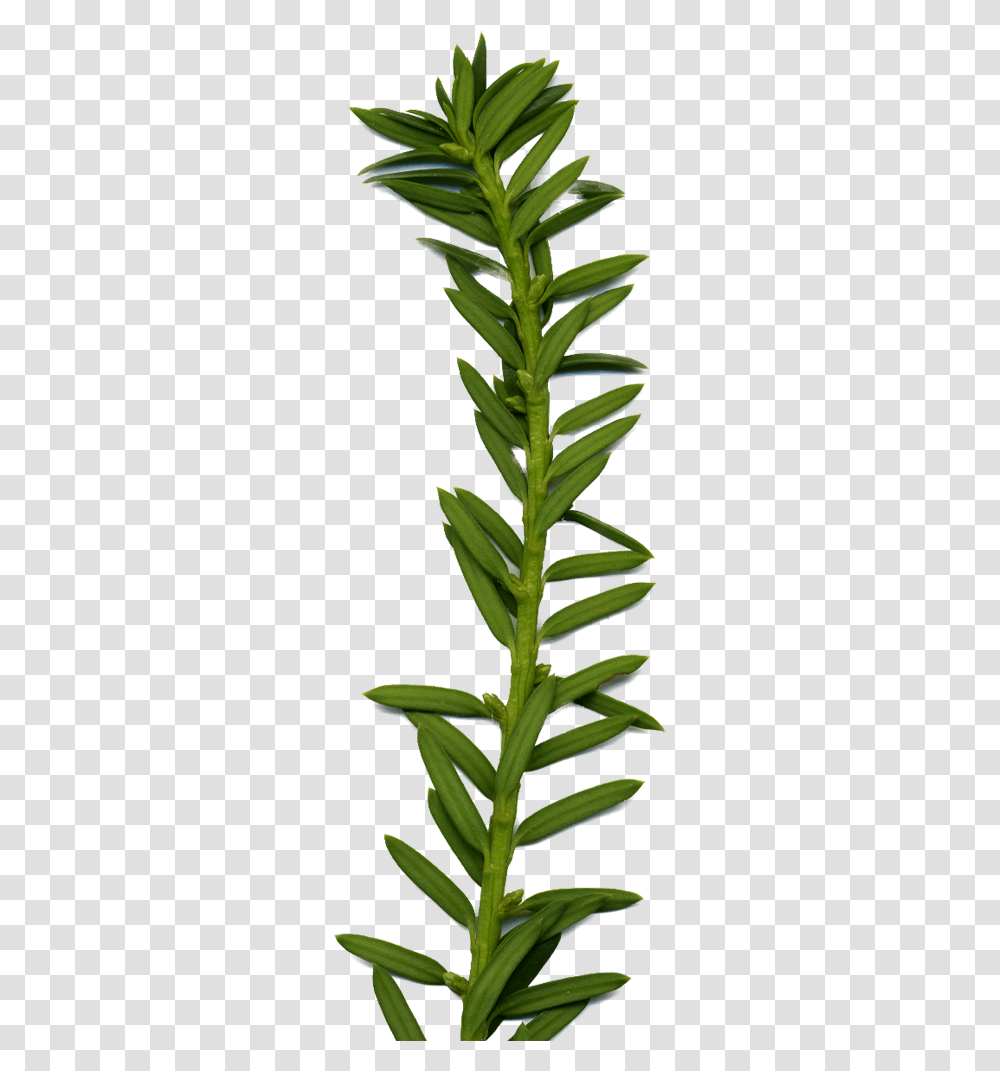 Fire Star Orchid, Plant, Leaf, Tree, Pineapple Transparent Png
