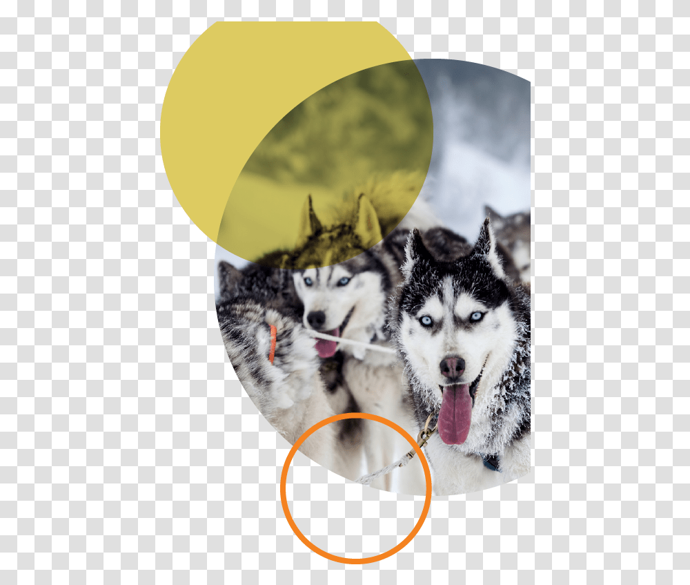 Firecircle -pure North Canada Dog Sledding Jackson Hole, Husky, Pet, Canine, Animal Transparent Png