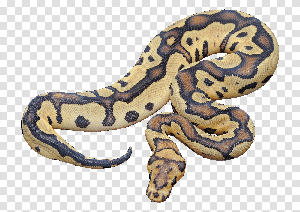 Fireclown And Firing Pin Ball Pythons Burmese Python, Snake, Reptile, Animal, Rock Python Transparent Png