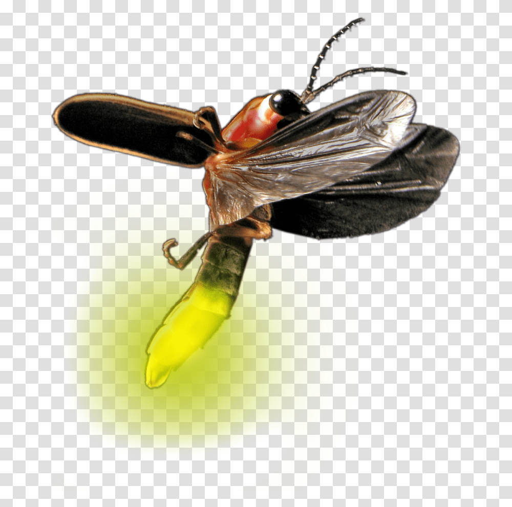 Firefly Bug Clipart Firefly Insect, Invertebrate, Animal, Banana, Fruit Transparent Png