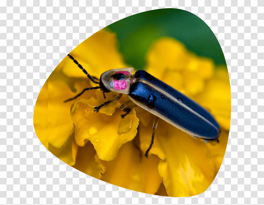 Firefly Insect Fireflies Do Fireflies Look Like Firefly, Invertebrate, Animal, Honey Bee Transparent Png