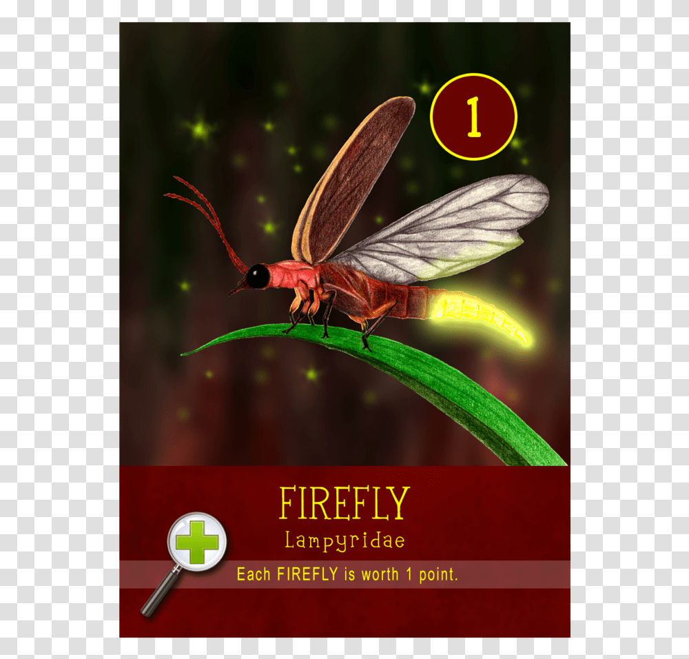 Firefly, Insect, Invertebrate, Animal, Poster Transparent Png