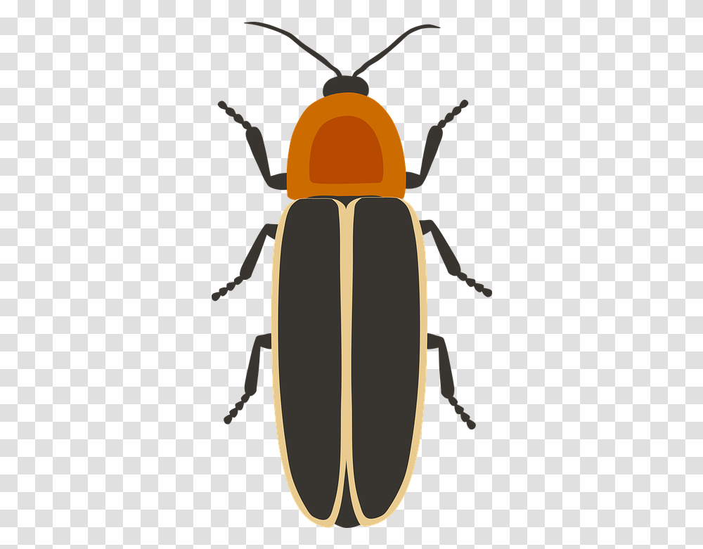 Firefly Lighting Beetle Free Vector Graphic On Pixabay Gambar Kolase Kunang Kunang, Invertebrate, Animal, Insect, Dung Beetle Transparent Png