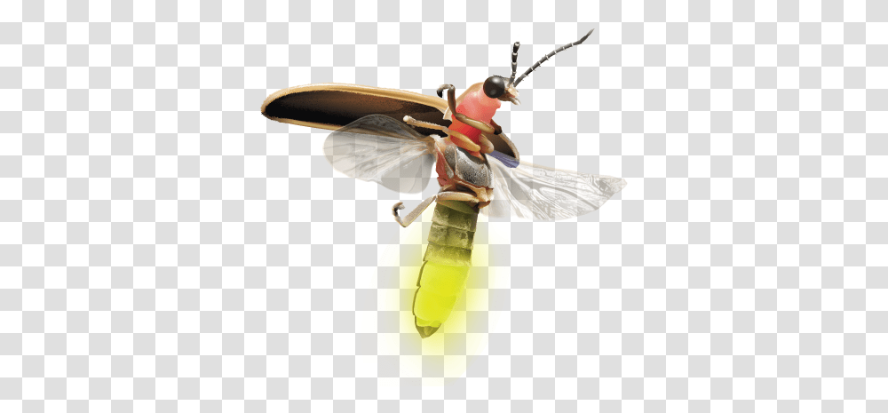Firefly Logo Insects, Invertebrate, Animal, Flying, Bird Transparent Png