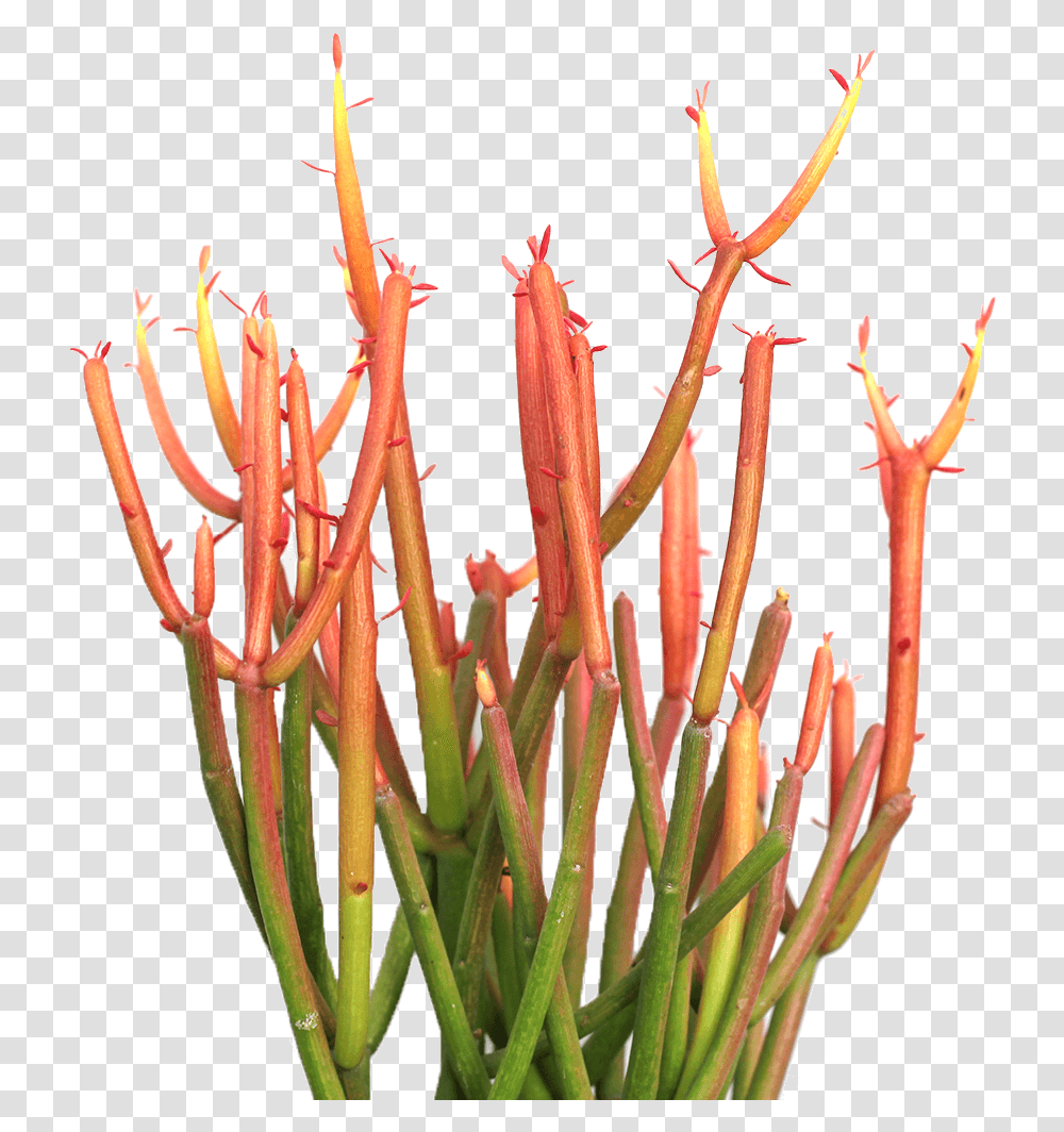 Firesticks Plant, Flower, Blossom, Pollen, Animal Transparent Png
