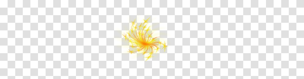 Fireworks, Holiday, Plant, Flower, Blossom Transparent Png