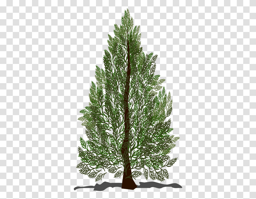 Firpine Familyplant Puno Ng Pino Clipart, Leaf, Tree, Vegetation, Conifer Transparent Png