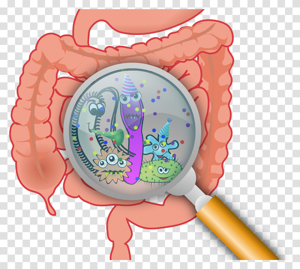 First Gut Bacteria May Have Lasting Effect On Ability Intestine Gut Microbiota, Birthday Cake, Dessert, Food Transparent Png