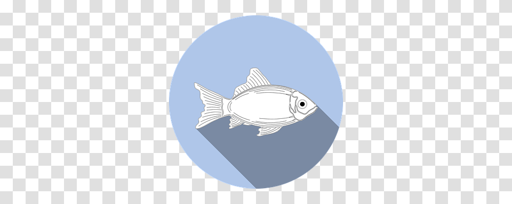 Fish Tuna, Sea Life, Animal, Bonito Transparent Png