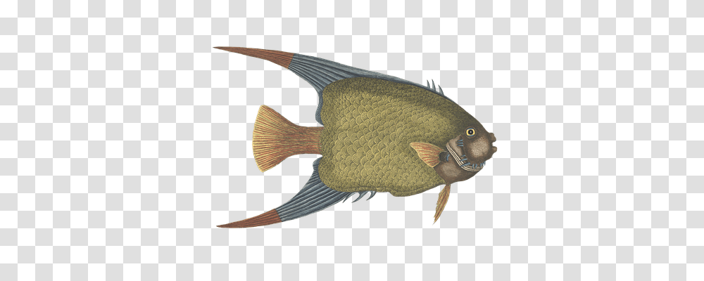 Fish Animals, Angelfish, Sea Life, Amphiprion Transparent Png