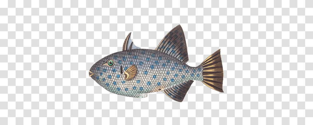 Fish Animals, Perch Transparent Png