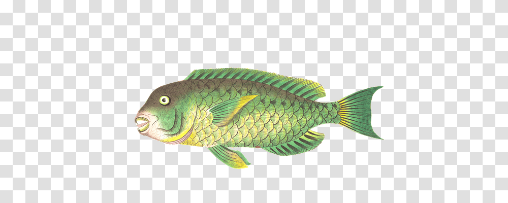 Fish Animals, Perch Transparent Png