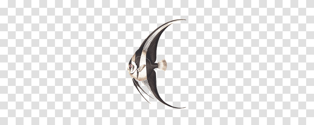 Fish Animals, Angelfish, Sea Life Transparent Png