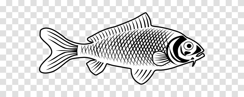 Fish Technology, Animal, Carp, Cod Transparent Png