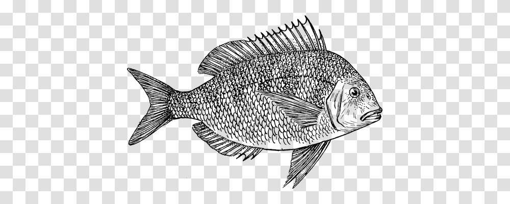 Fish Technology, Gray, World Of Warcraft Transparent Png