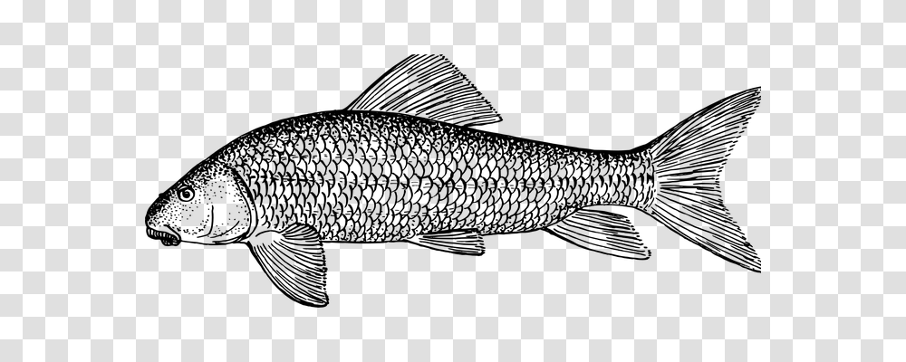 Fish Technology, Gray, World Of Warcraft Transparent Png