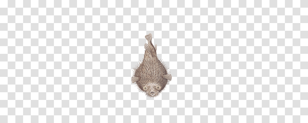 Fish Animals, Outdoors, Chandelier, Nature Transparent Png