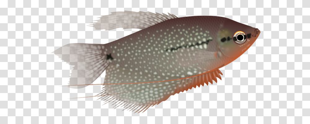 Fish Animals, Cod, Trout, Sea Life Transparent Png