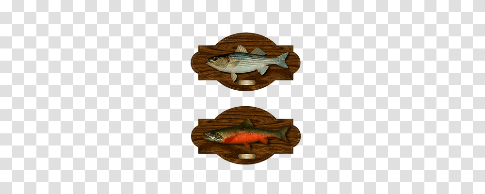 Fish Sport, Animal, Perch, Coho Transparent Png
