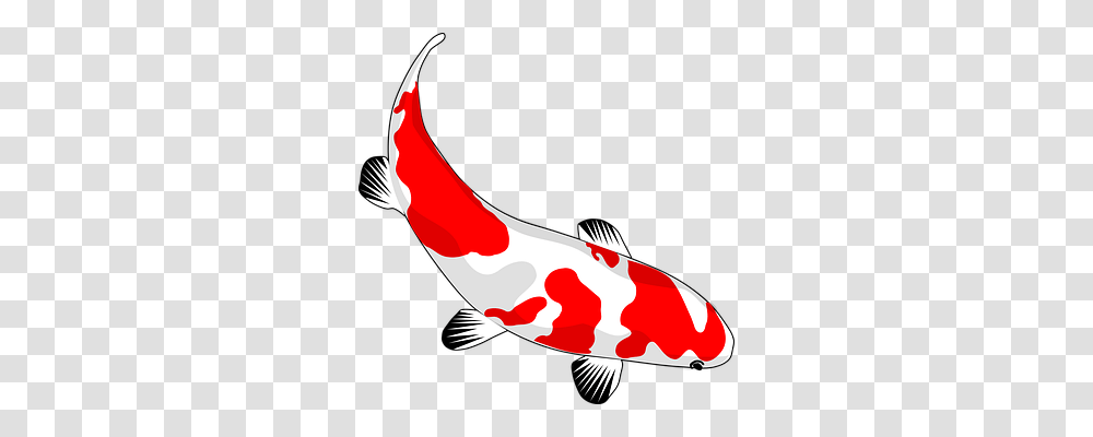 Fish Animals, Koi, Carp Transparent Png