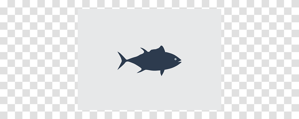 Fish Animal, Tuna, Sea Life, Bonito Transparent Png