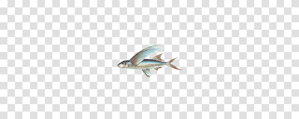 Fish Animals, Bird, Sea Life, Aquatic Transparent Png