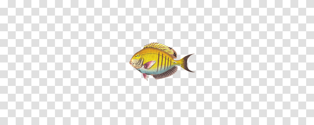 Fish Animals, Surgeonfish, Sea Life, Angelfish Transparent Png