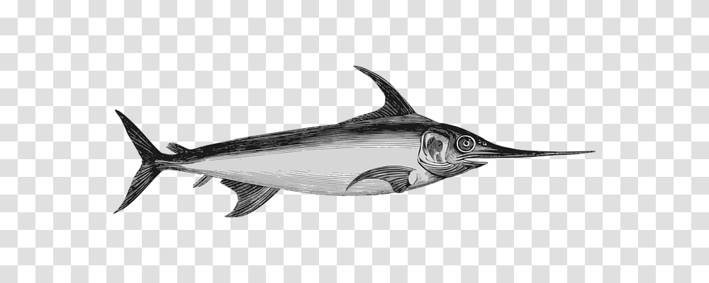 Fish Holiday, Sea Life, Animal, Tuna Transparent Png