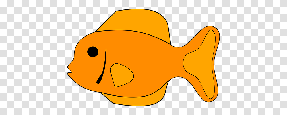 Fish Animals, Apparel, Goldfish Transparent Png