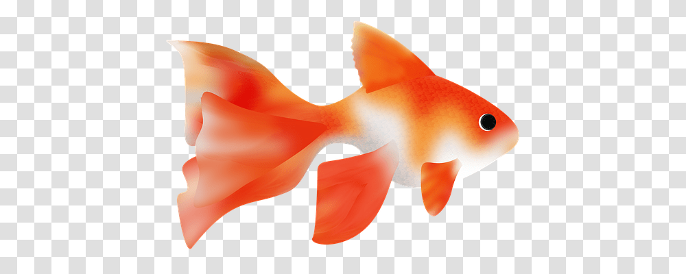 Fish Nature, Animal, Goldfish Transparent Png