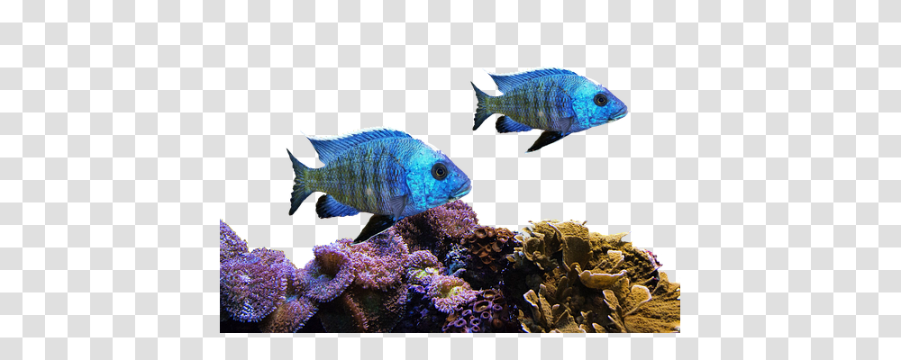 Fish Nature, Aquatic, Water, Animal Transparent Png