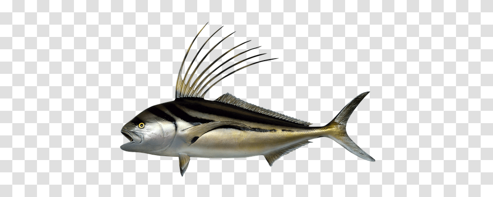 Fish Holiday, Tuna, Sea Life, Animal Transparent Png