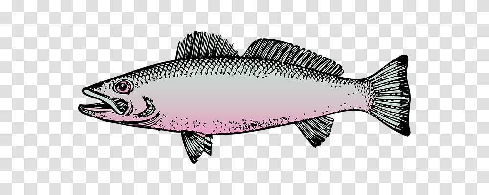 Fish Holiday, Animal, Perch, Cod Transparent Png