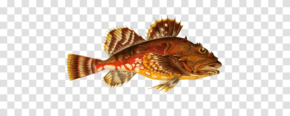 Fish Animals, Aquatic, Water, Perch Transparent Png