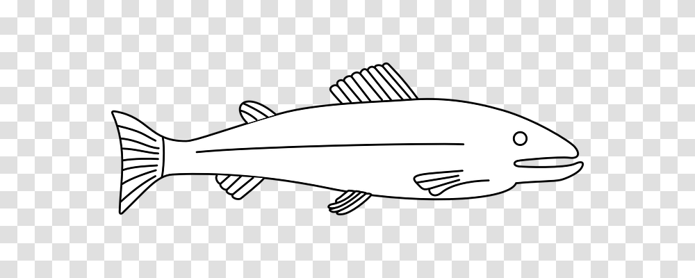 Fish Nature, Animal, Cod, Coho Transparent Png