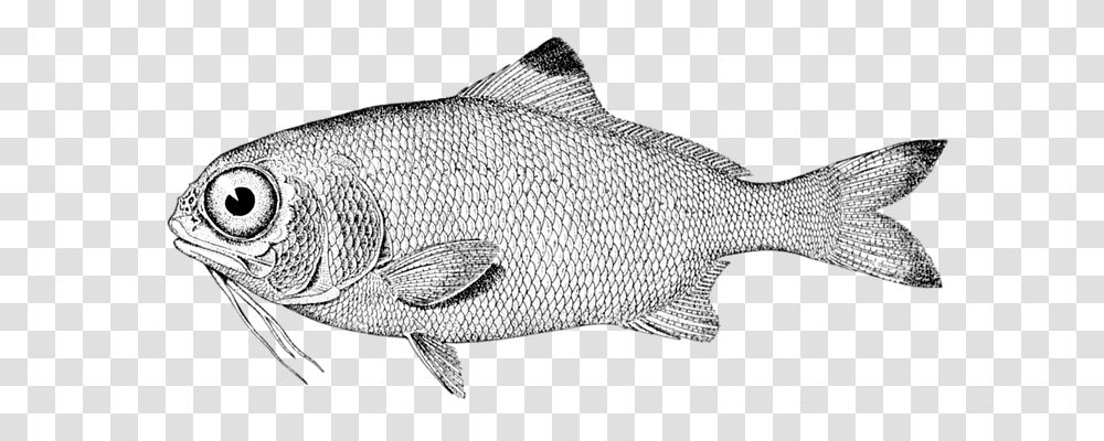 Fish Animal, Carp, Perch, Mullet Fish Transparent Png