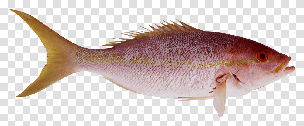 Fish Alpha Channel Clipart Images, Animal, Perch Transparent Png