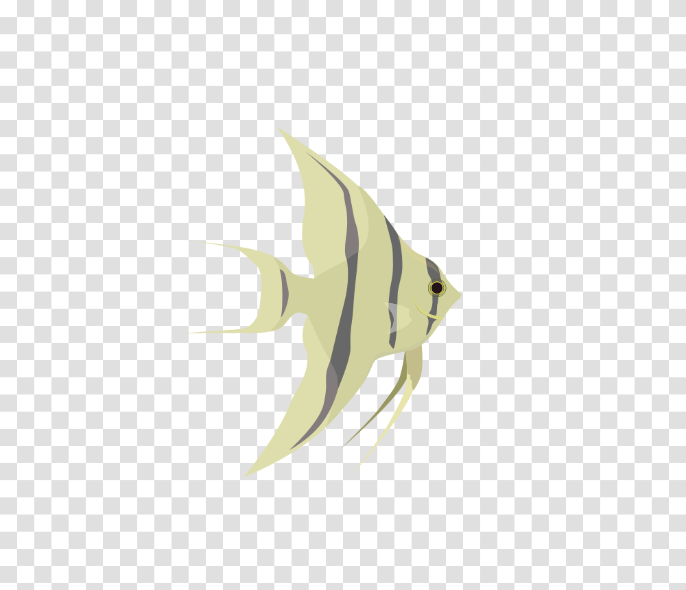 Fish Angelfish, Animals, Sea Life, Bird Transparent Png