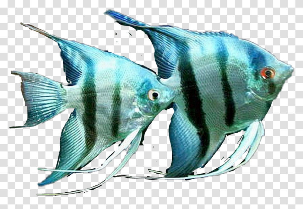 Fish Angelfish Saltwater Zebra Angelfish, Sea Life, Animal Transparent Png