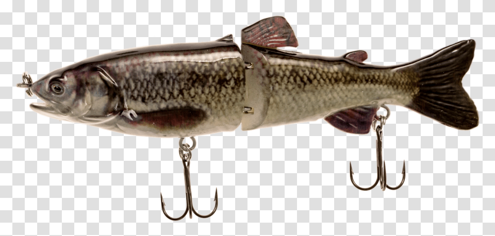 Fish, Animal, Fishing Lure, Bait Transparent Png