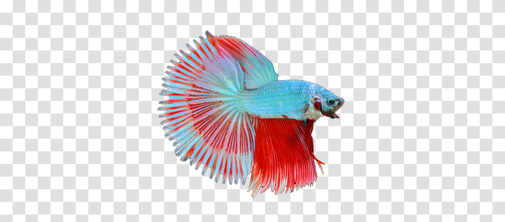 Fish, Animal, Goldfish, Bird, Aquatic Transparent Png