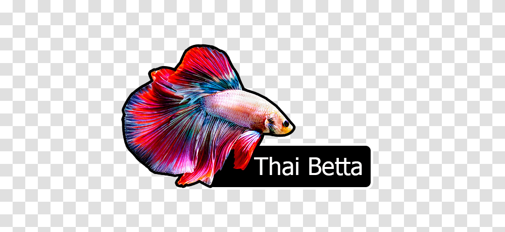 Fish, Animal, Goldfish, Bird Transparent Png